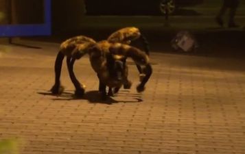 VIDEO: This Giant Spider Dog Prank Is Brilliant (And Terrifying)