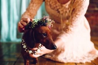 VIDEO: Dog Owners Throw Wedding For Their Loved-Up Pooches
