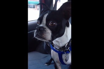 VIDEO: You Need To See This Pup’s Excitement Erupting In A Goat/Dolphin Noise