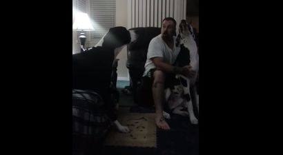 VIDEO: We Laughed! This Great Dane Attempts An Argument With His Owner…