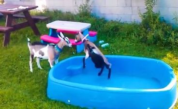 VIDEO: A Compilation of Cute Baby Goats