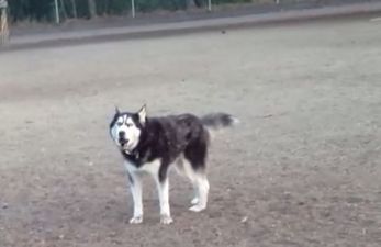 That’s Gas: The Funniest Video We’ve Seen This Week