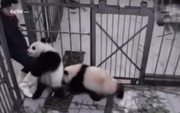 WATCH: This Little Panda Cub Is (Literally) Pretty Attached To His Zoo-Keeper