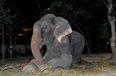 Elephant Raju Who ‘Cried’ When Freed Risks Being Chained Again