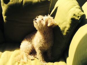 “I Was Sure It Was All Fear” – Irish TV Presenter Shares Heart-Warming Pet Adoption Story