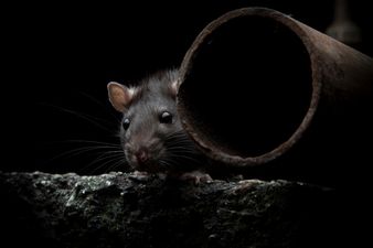 Don’t Look Now! Pest Controllers Warn of “Boom Time” For Rats