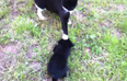 WATCH: Cats Meeting Puppies For The First Time Is All Kinds Of Adorable
