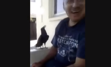 WATCH: Ruffled A Few Feathers – Crow Swears At Man After Insult… Yes, You Read That Correctly