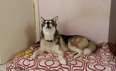 VIDEO: This Husky Loves Singing Along To James Brown’s ‘I Feel Good’