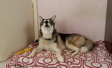 VIDEO: This Husky Loves Singing Along To James Brown’s ‘I Feel Good’
