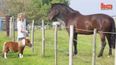VIDEO: Meet Acer, Britain’s Smallest Horse