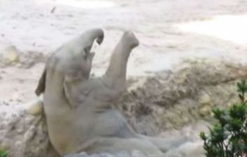 WATCH: The Adorable Moment Elephant Parents Rush Over To Save Their Calf Falling Into A Hole