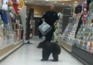 WATCH: This Video Of A Baby Bear In A Supermarket Is The Cutest Thing You’ll See Today