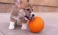 Your Friday Aww… a Corgi Puppy Playing With a Tiny Pumpkin