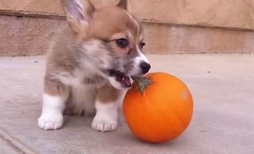 Your Friday Aww… a Corgi Puppy Playing With a Tiny Pumpkin