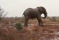 VIDEO: Vets Save Elephant’s Life After It Was Shot by Poachers
