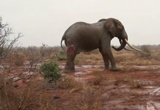 VIDEO: Vets Save Elephant’s Life After It Was Shot by Poachers