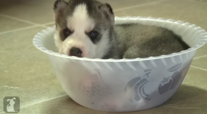 WATCH: This Husky Puppy Really Wants To Climb Out Of This Bowl… But Fails Miserably