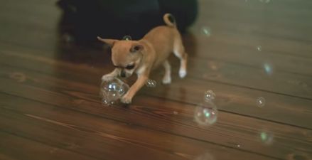 VIDEO: This Chihuahua Puppy Is EVERYTHING Right Now…