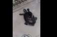 WATCH: Move Over Miley – This Turtle Can Twerk… And He’s Spectacular