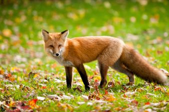 Toddler Bitten in Bed by Fox Who Crept in Through Cat Flap