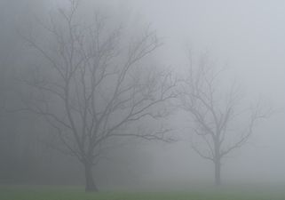 Twitter Reacts To Heavy Fog as Flight Disruptions Continue