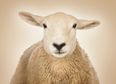 Ewe-niversity Student Admits To Having Sex With Sheep Because He Was “Stressed About Exams”