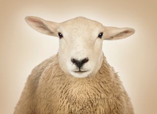 Ewe-niversity Student Admits To Having Sex With Sheep Because He Was “Stressed About Exams”