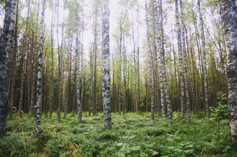 Message in a… Balloon? Grieving Widow’s Message Travels Across Countries