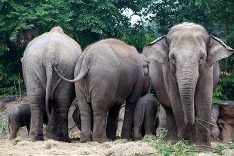 PICTURE: This Snap from Dublin Zoo Will Make You Love Elephants Even More