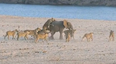 VIDEO: Amazing Scenes As Young Elephant Fends Off Attack from 14 Lions
