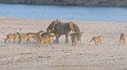 VIDEO: Amazing Scenes As Young Elephant Fends Off Attack from 14 Lions