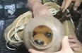 WATCH: Puppy Freed After Spending Two Months With Its Head In A Plastic Container