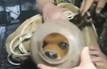 WATCH: Puppy Freed After Spending Two Months With Its Head In A Plastic Container