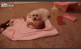 “Protect Your Sister”: Dog Rushes To Protect Tiny Tot From… A Hoover