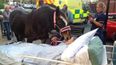 Dying Woman Reunited With Beloved Horse On Her Deathbed