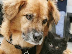 Say Hello to Boots – He Survived Hurricane Katrina and Now Looks after Orphaned Kittens