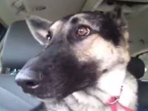 Ear, Ear! This Dog ‘Dancing’ to Flo Rida Will Make Your Day