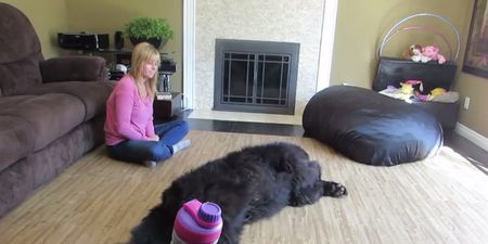 VIDEO: Sebastian The Dog Really Wants More Belly Rubs…