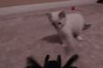 VIDEO: Kitten Reacts Exactly Like We Would To a Giant Spider