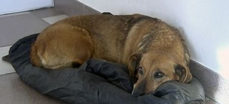 Dog Continues To Wait At Hospital Where Owner Died Over A Year Ago