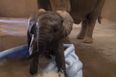 VIDEO: This Baby Elephant Couldn’t Possibly Be Any Happier