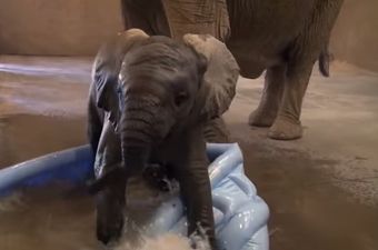VIDEO: This Baby Elephant Couldn’t Possibly Be Any Happier