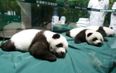 PIC: World’s Only Panda Triplets Mark Turning 100 Days With These Adorable Snaps