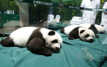 PIC: World’s Only Panda Triplets Mark Turning 100 Days With These Adorable Snaps