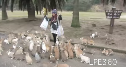 WATCH: It’s So Fluffy! Woman Attacked By Swarm Of Bunnies (Yes, We’re Jealous)