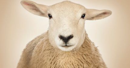 Our Top Six Weirdest Sex Stories Of The Year Are…