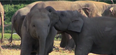 WATCH: Baby Elephants Play Fight In Adorable Video
