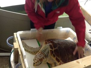 Leona The Turtle To Be Returned To The Wild After Aer Lingus Come To The Rescue