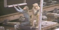 VIDEO: Watch as Monkey Saves Electrocuted Friend from Railway Lines